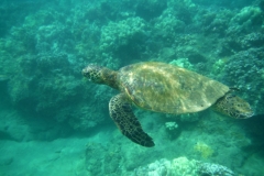 Swim with the turtles between beaches Kamaole I and II