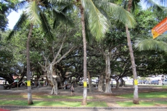 The largest Banyan Tree in the state of Hawaii covering a city block