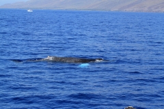 Whale Watching tour in the Kihei / Maalaea Bay January 2014