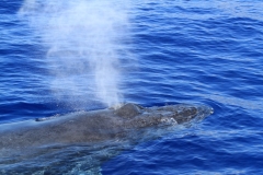 Whale Watching tour in Kihei / Maalaea Bay January 2014