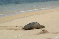 Turtle on the island of Lanai at Shipwreck beach
