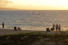 Watch for whales from our Kamaole beaches