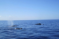 Whale Watching tour in the Kihei / Maalaea Bay